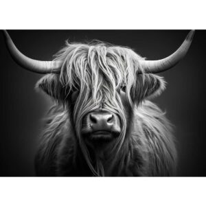 Black And White Highland  Cow