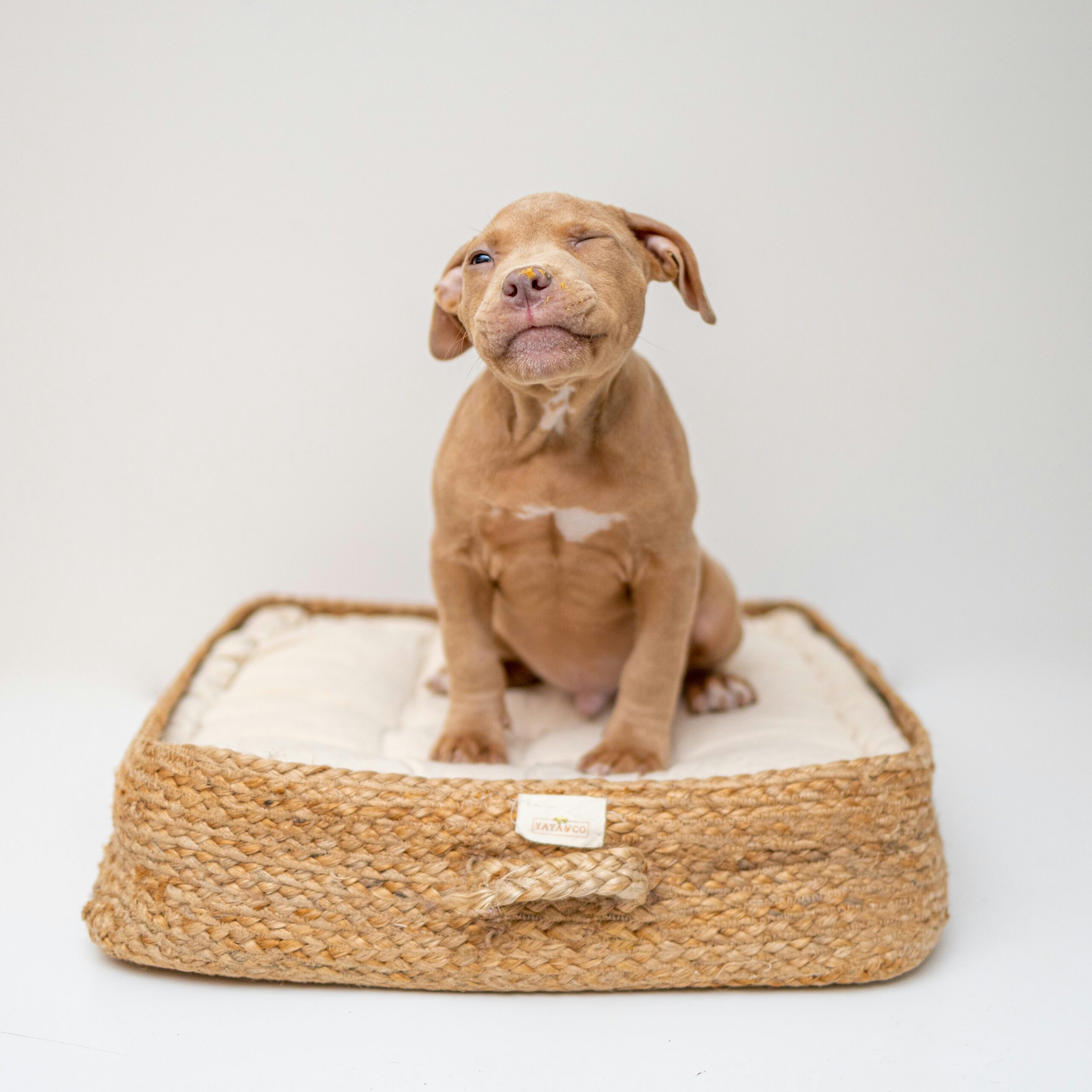Pet Accessories